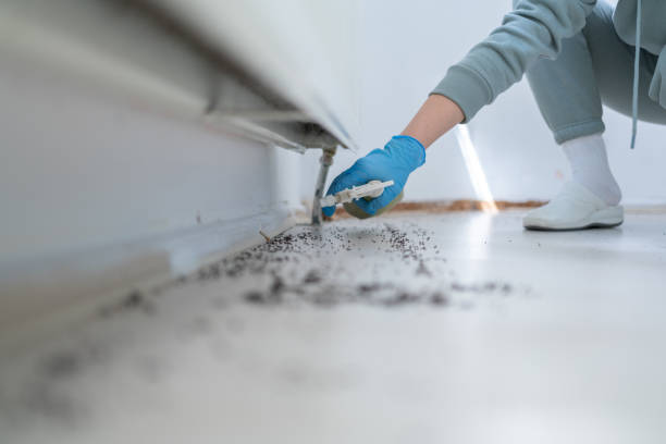 Best Insect Control  in Shougal, WA